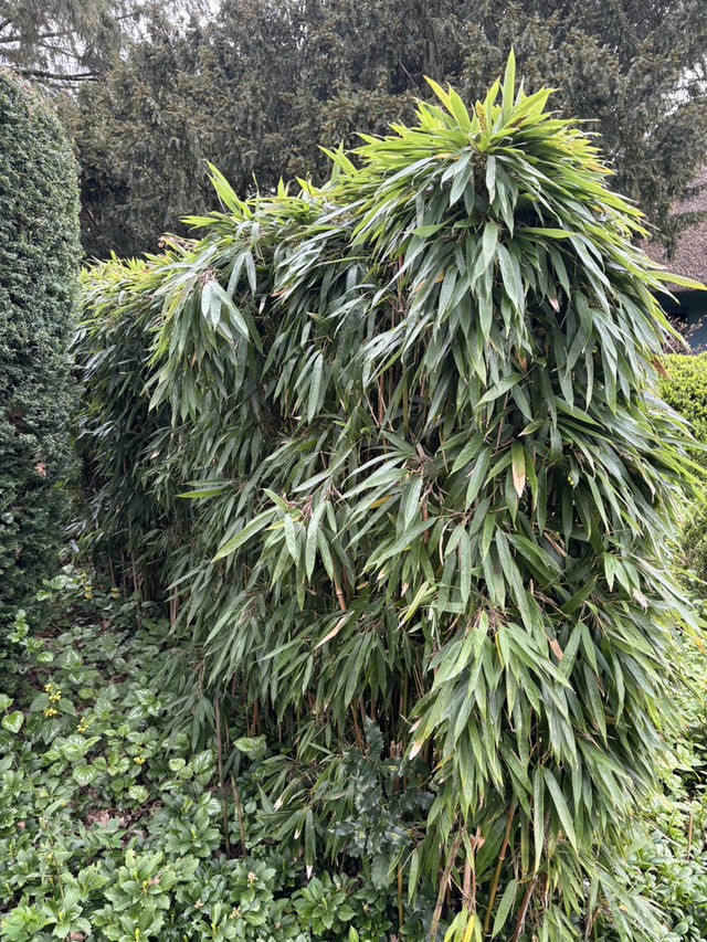 Phyllostachys humilis , erhältlich von 100-150 bis 100-150 cm ;;ab 110,00 Euro