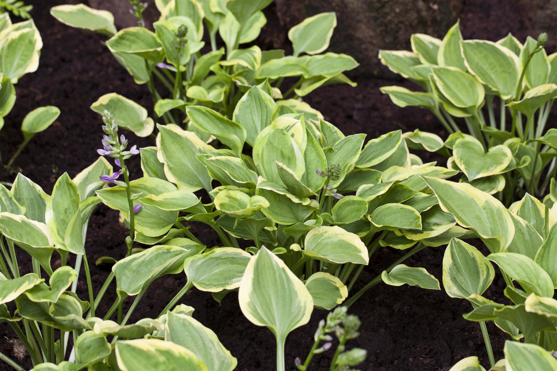 Hosta nakaiana 'Golden Tiara' (Kleine Gelbrand-Garten-Funkie)