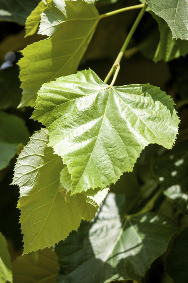 Tilia europaea 'Pallida' , erhältlich von 270-330 bis 450-650 cm ;;ab 143,00 Euro