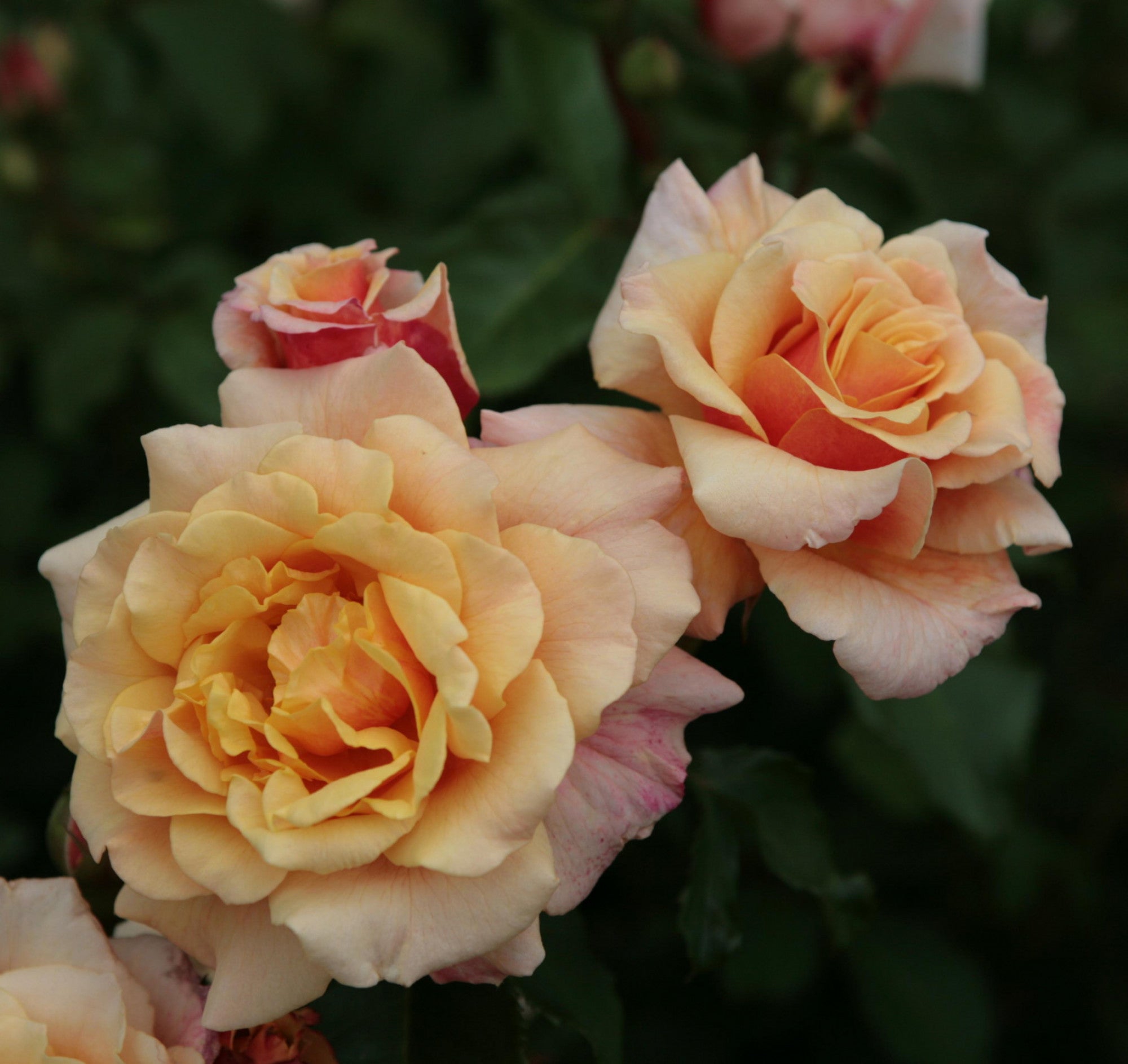 Rosa 'Caramella' STR (Strauchrose 'Caramella' -R-)