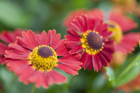 Helenium autum. Mariachi-Ser. 'Salsa' mit Blüte ;;ab 6,40 Euro