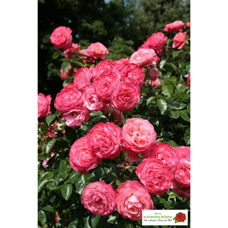 Rosa 'Rosanna' KL mit Blüte ;;ab 11,80 Euro