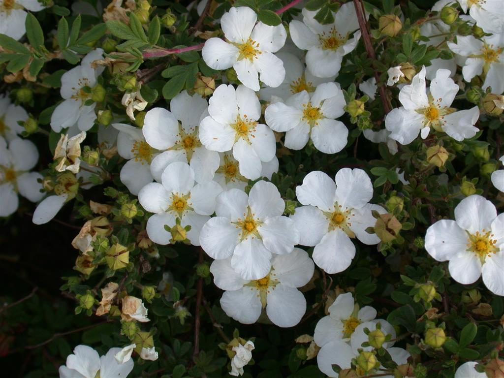 Potentilla 'Abbotswood' mit Blüte ;;