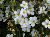 Potentilla 'Abbotswood' mit Blüte ;;