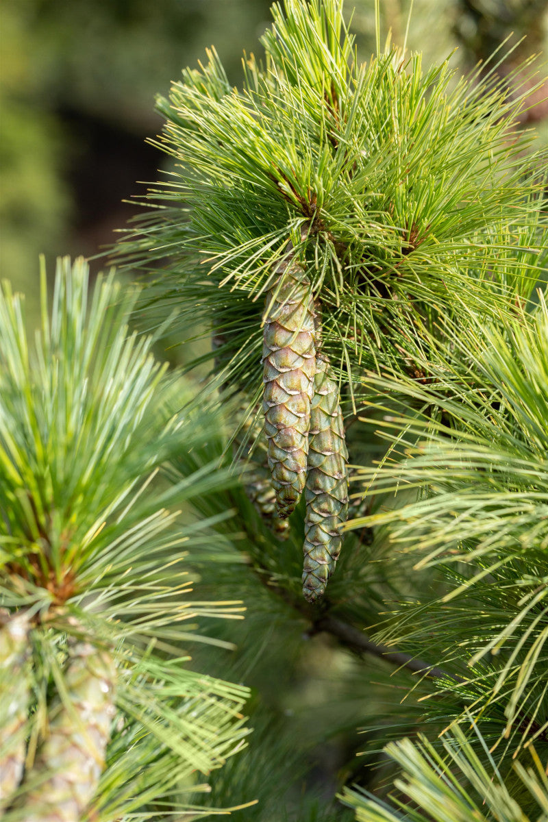 Pinus peuce (Mazedonische Kiefer)