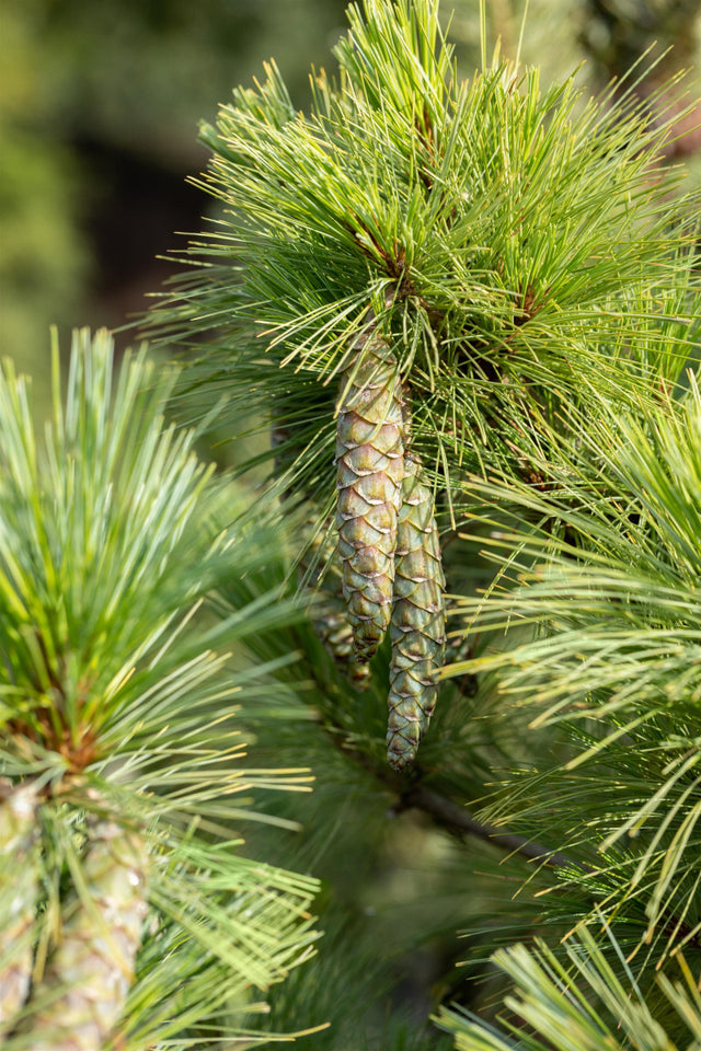 Pinus peuce , erhältlich von 20-30 bis 175-200 cm ;;ab 2,18 Euro