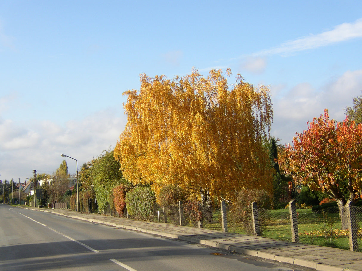 Moorbirke als Pflanze im Beet ; Einsatz: Hecke ; Pluspunkt: blattwerk im Herbst gelb;;Pflanzen vom Profi