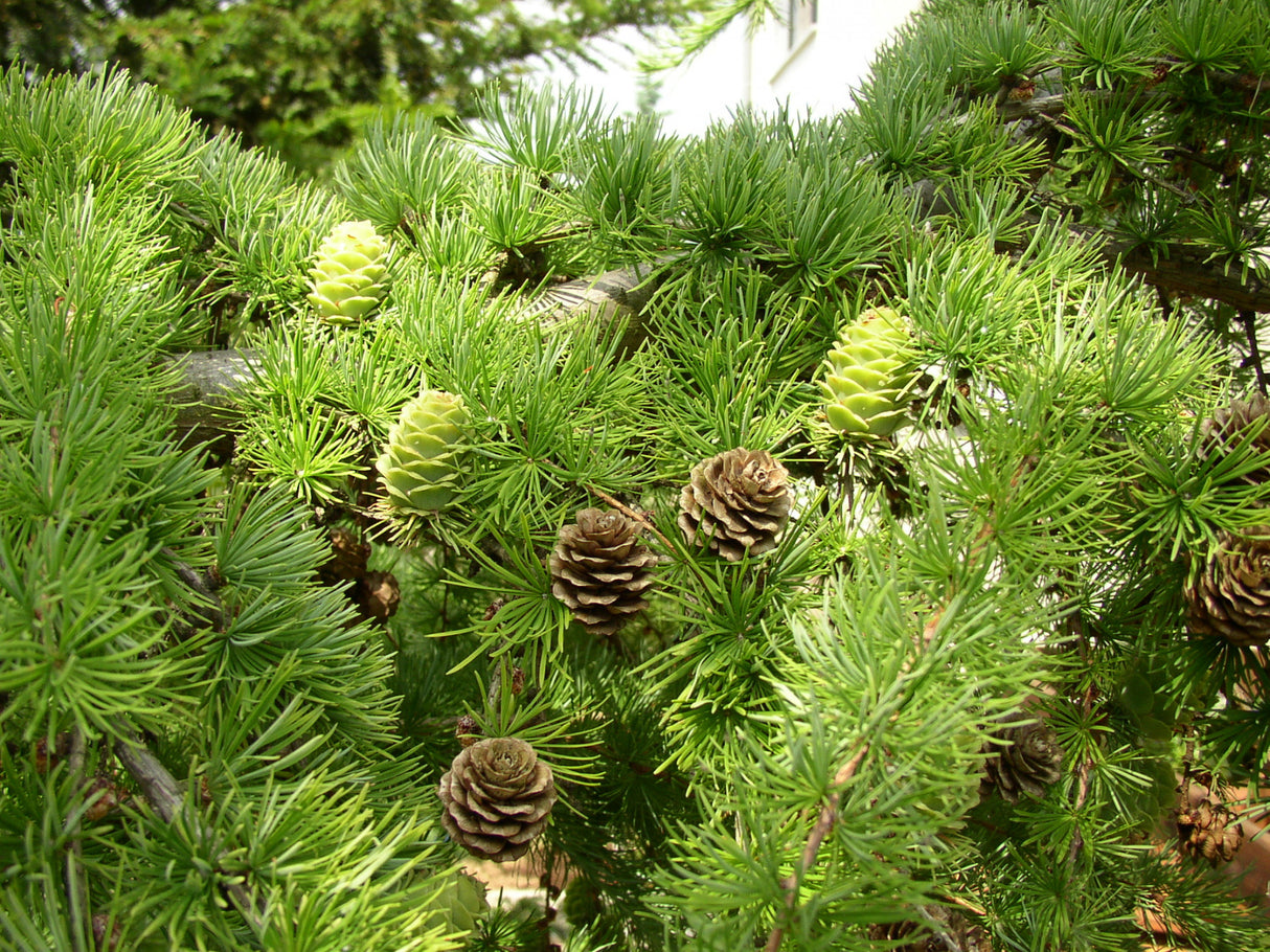 Berglärche mit Früchten ; Einsatz: Bonsai ; Pluspunkt: winterhart;;mit zeitnaher Lieferung