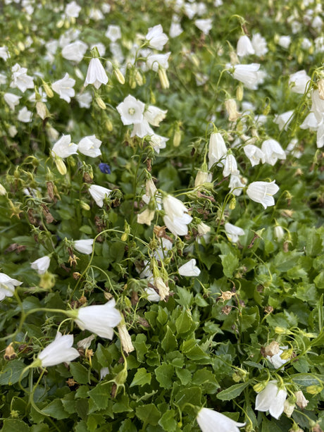 Niedrige Garten-Glockenblume ; Pluspunkt: winterhart;;hier kaufen