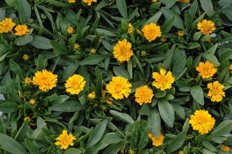 Coreopsis grandiflora 'Early Sunrise' ;;ab 3,35 Euro