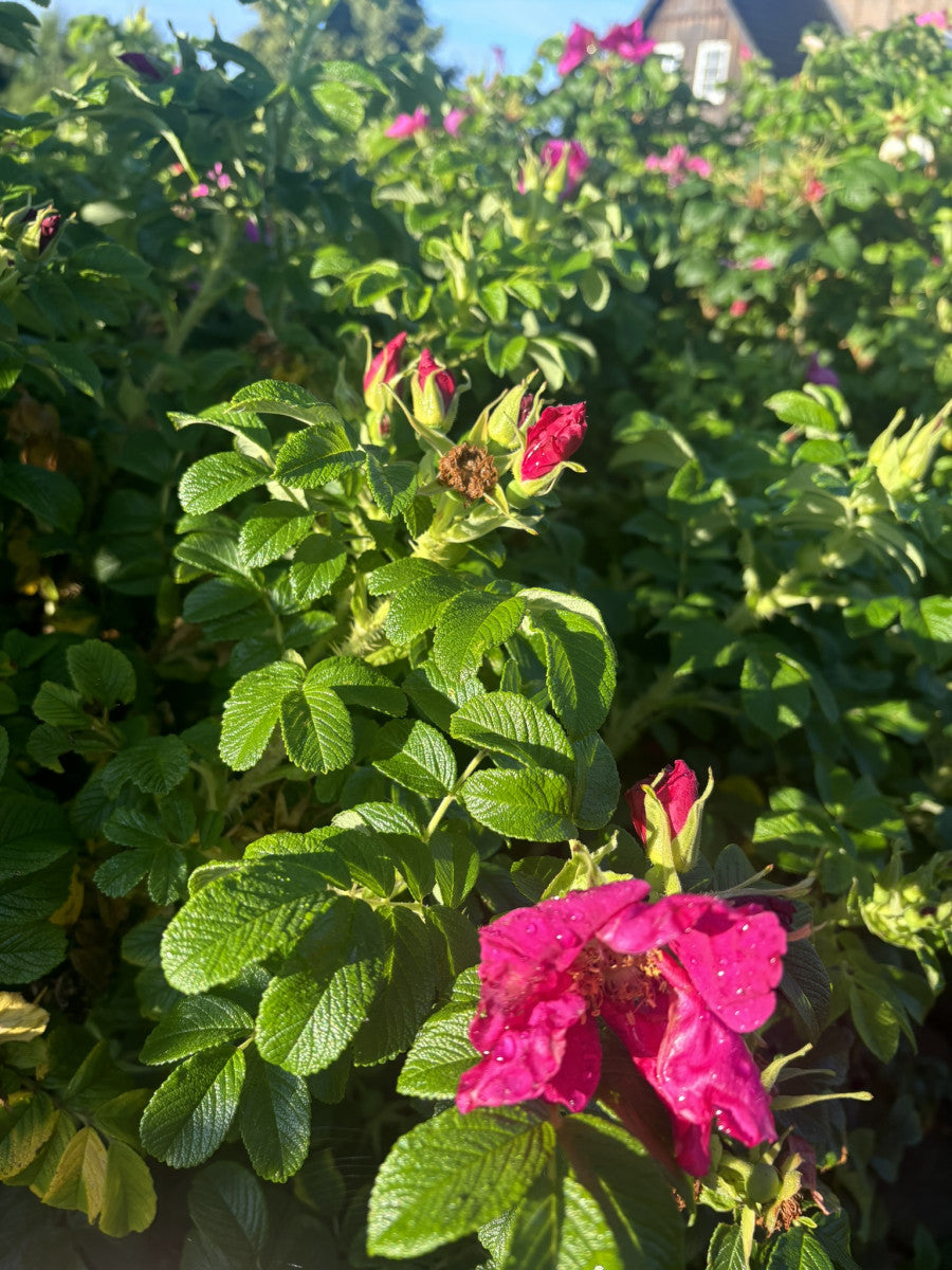 Rosa rugosa (Apfelrose)