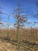 Sumpfeiche mit Winterlaub, erhältlich als: Hochstamm, Heister, verschulte Heister, Alleebaum ; Einsatz: Alleenbäume ; Pluspunkt: attraktive Herbstfärbung;;günstig mit Qualität