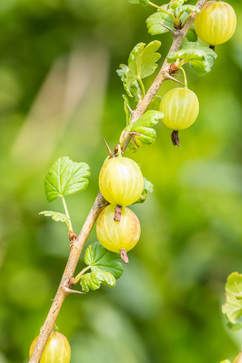 Ribes uva-crispa (Stachelbeere)