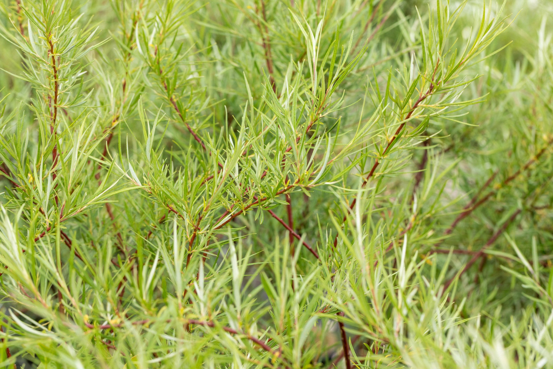 Salix rosmarinifolia (Rosmarinweide)