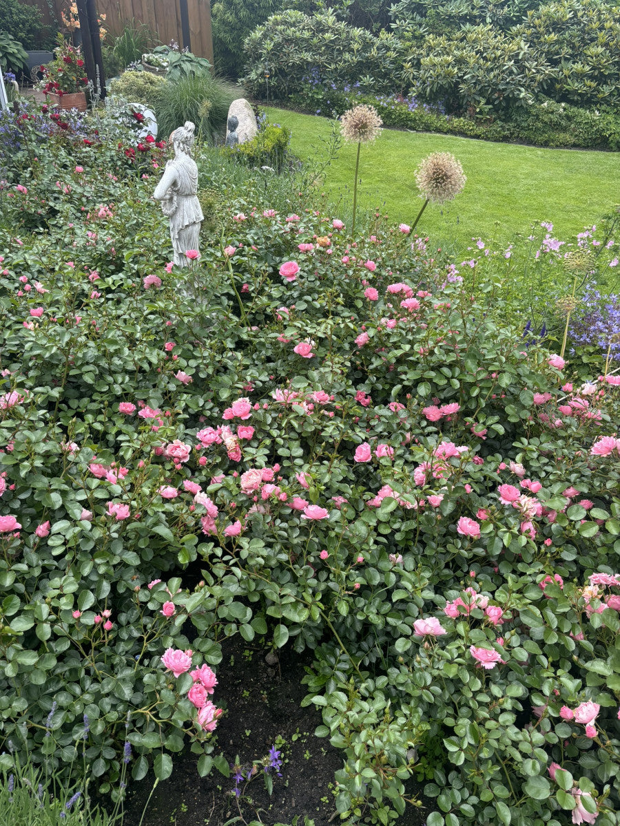 Rosa 'Sommerwind' BDR mit Blüte ;;ab 8,10 Euro