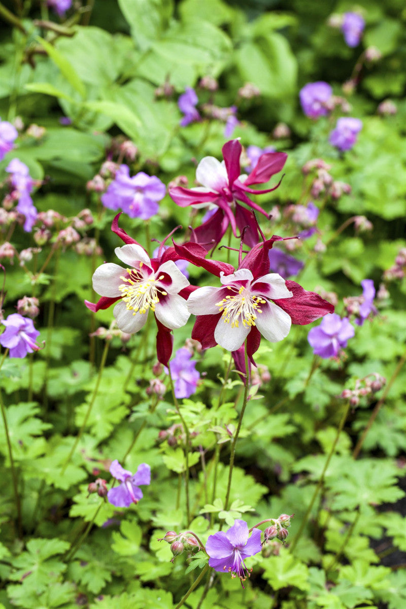 Aquilegia caerulea 'Biedermeier' (Langspornige Garten-Akelei)