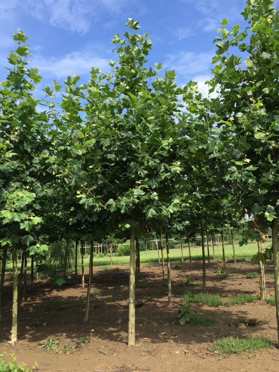 Platanus x acerifolia ; Pluspunkt: schnellwüchsig;;Pflanzen vom Profi