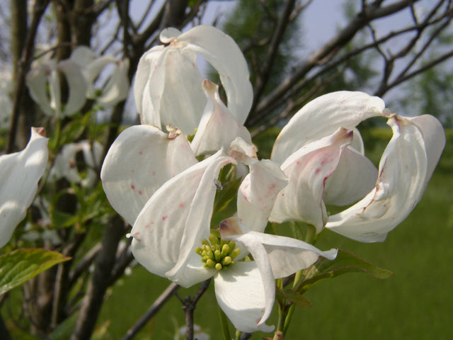 Cornus florida mit Blüte, erhältlich von 40-60 bis 175-200 cm ;;ab 41,60 Euro