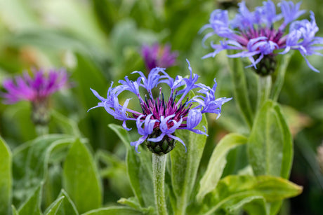 Centaurea montana mit Blüte ;;ab 3,50 Euro