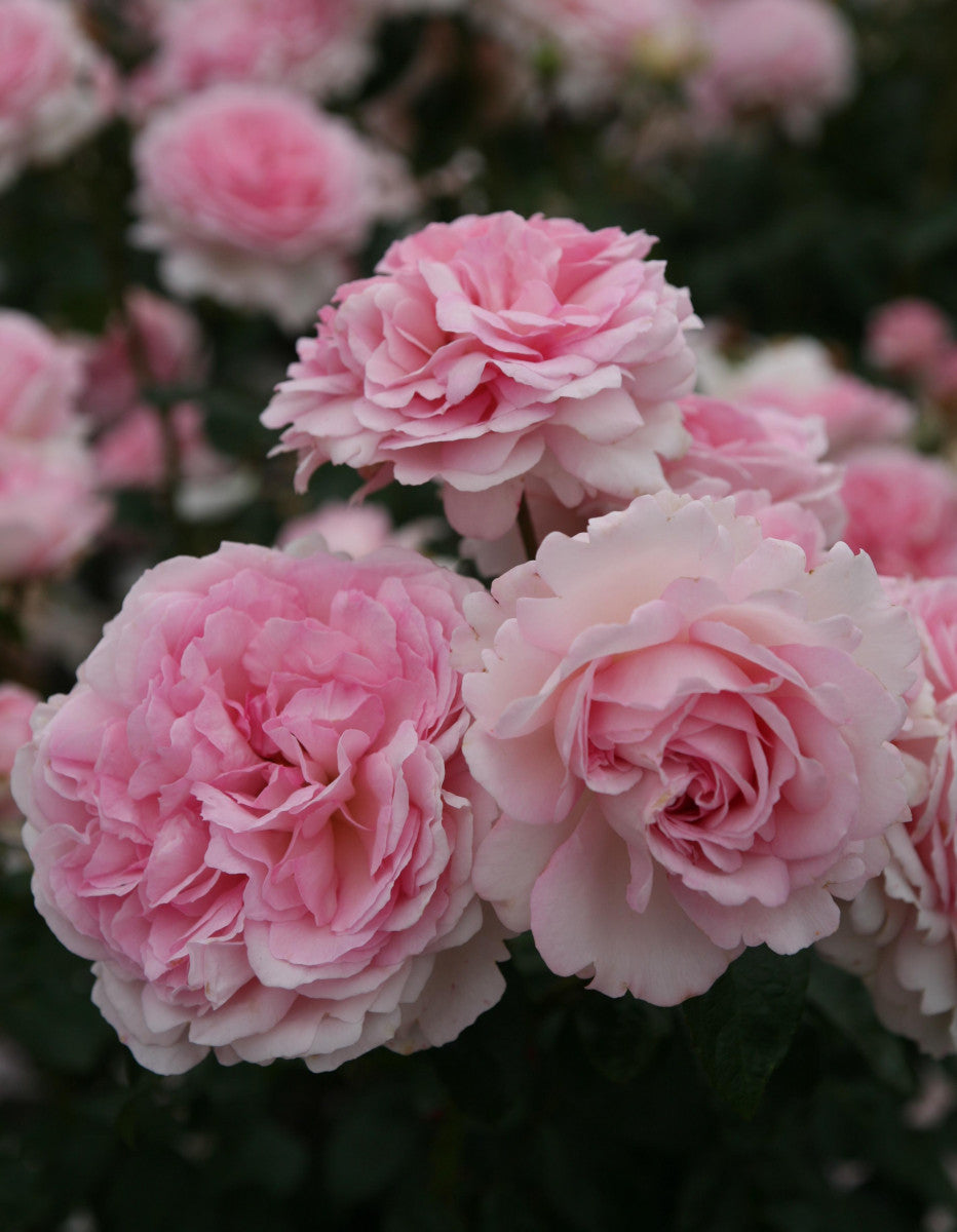 Rosa 'Alcantara' BDR (Bodend. Rose 'Alcantara' -R-)