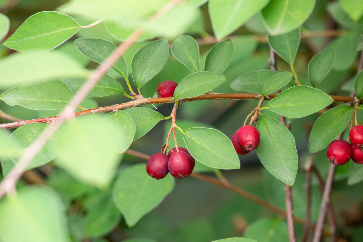 Cotoneaster multiflorus mit Früchten, erhältlich von 60-100 bis 175-200 cm ;;ab 13,00 Euro