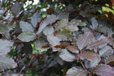 Synonym (alte Bezeichnung): Fagus sylvatica 'Purpurea' mit Belaubung ; Einsatz: Parkanlagen ; Pluspunkt: vielseitig einsetzbar;;mit zeitnaher Lieferung