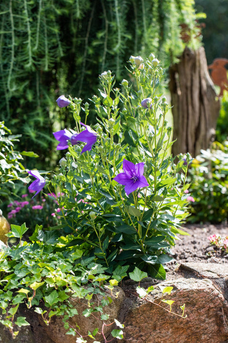 Platycodon grandiflorus 'Fuji Blue' ;;ab 3,75 Euro