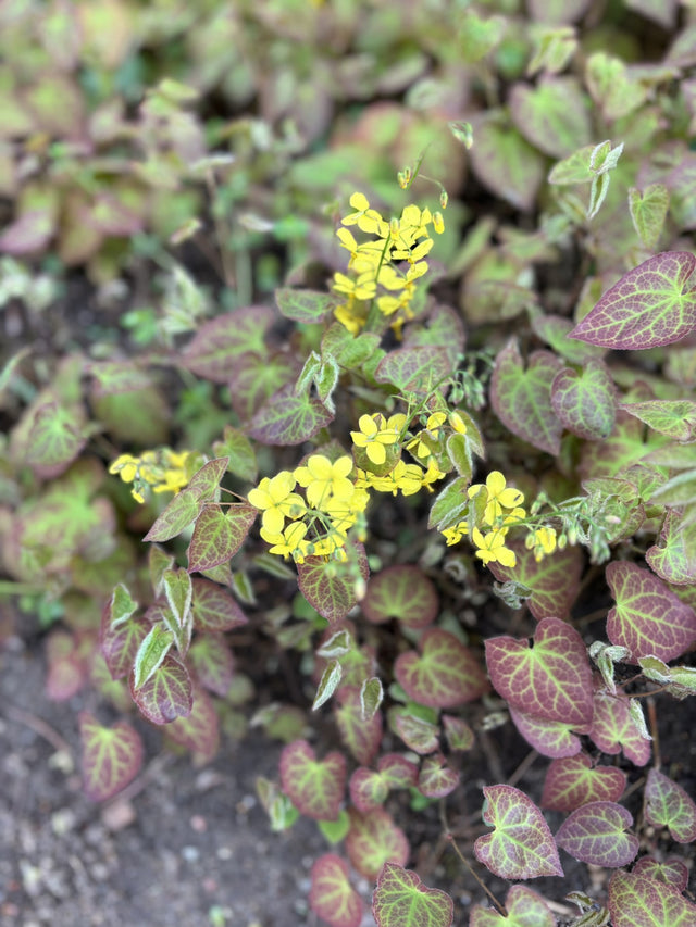 Epimedium x perralchicum 'Frohnleiten' mit Blüte ;;ab 4,70 Euro