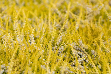 Calluna vulgaris 'Gold Haze' ;;ab 2,31 Euro