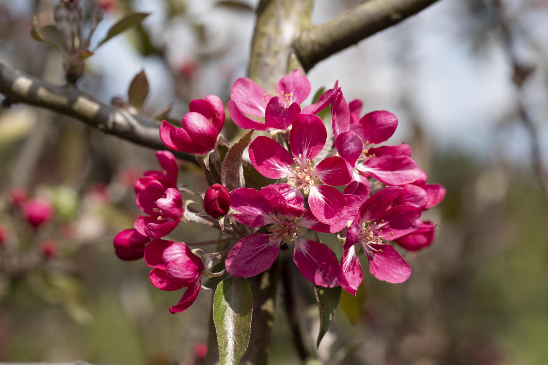 Malus 'Mokum' (Zierapfel 'Mokum')