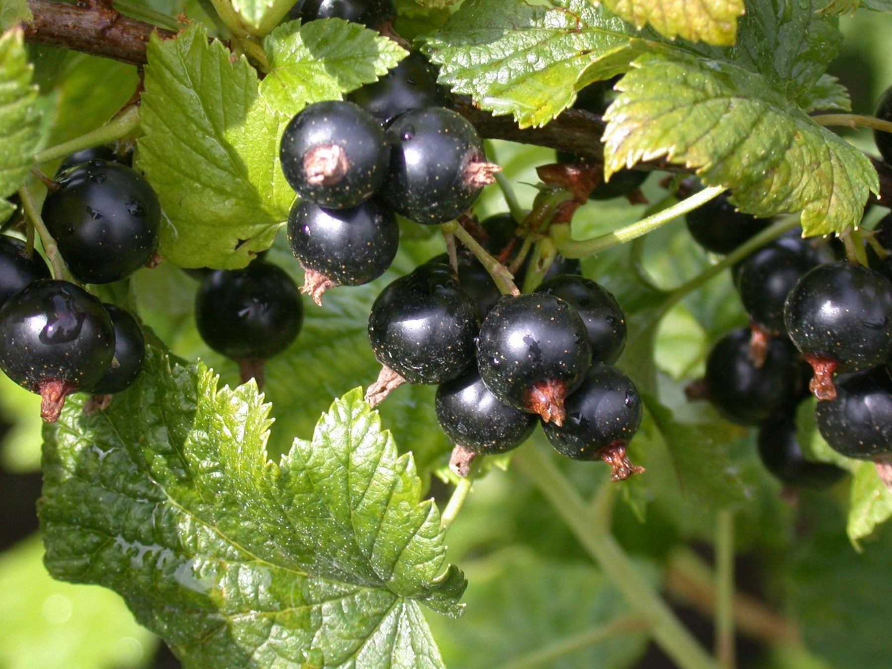 Ribes nigrum (Schwarze Johannisbeere)