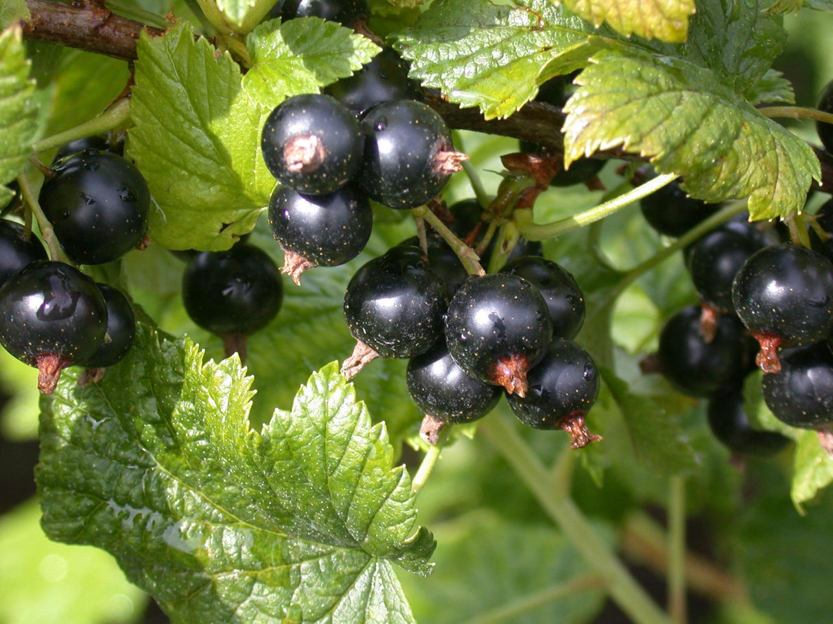 Ribes nigrum mit Früchten, erhältlich von 40-60 bis 70-90 cm ;;ab 3,55 Euro