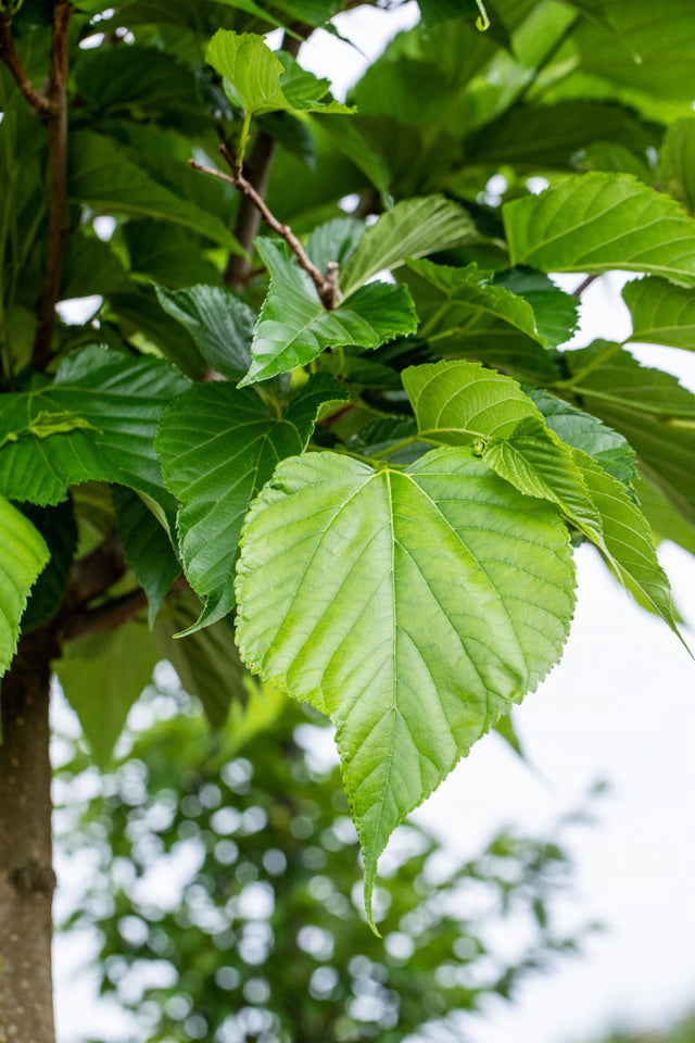 Tilia cordata 'Rancho' mit Belaubung, erhältlich von 270-330 bis 450-650 cm ;;ab 221,00 Euro