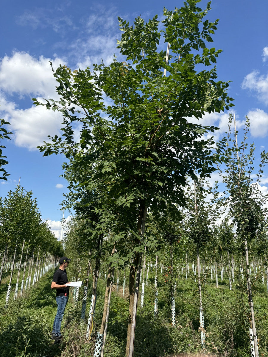 Seifenbaum ; Pluspunkt: herbstfärbung;;