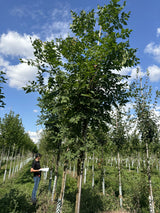 Seifenbaum ; Pluspunkt: herbstfärbung;;