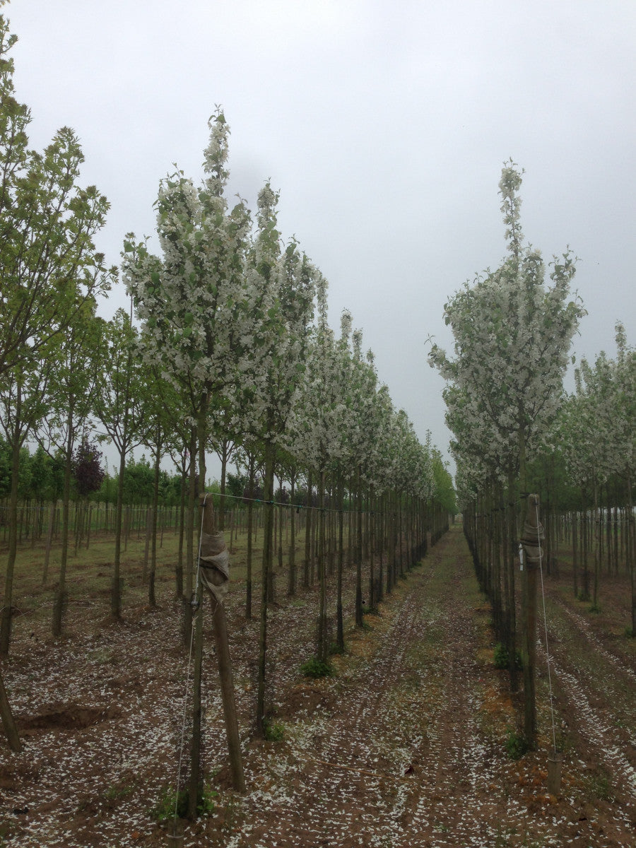 Malus 'Evereste' (Zierapfel 'Evereste' -R-)