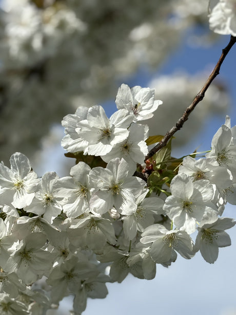 Japan. Maienkirsche mit Blüte, verfügbar in 16 Größen und Varianten ; Einsatz: zierbaum ; Pluspunkt: attraktive Blüten;;hier kaufen