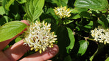 Schwarzdorn mit Blüte ; Einsatz: Bienenweide ; Pluspunkt: bienenfreundlich;;Pflanzen vom Profi