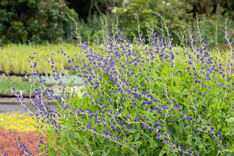 Baptisia australis 'Purple Smoke' mit Blüte ;;ab 12,00 Euro