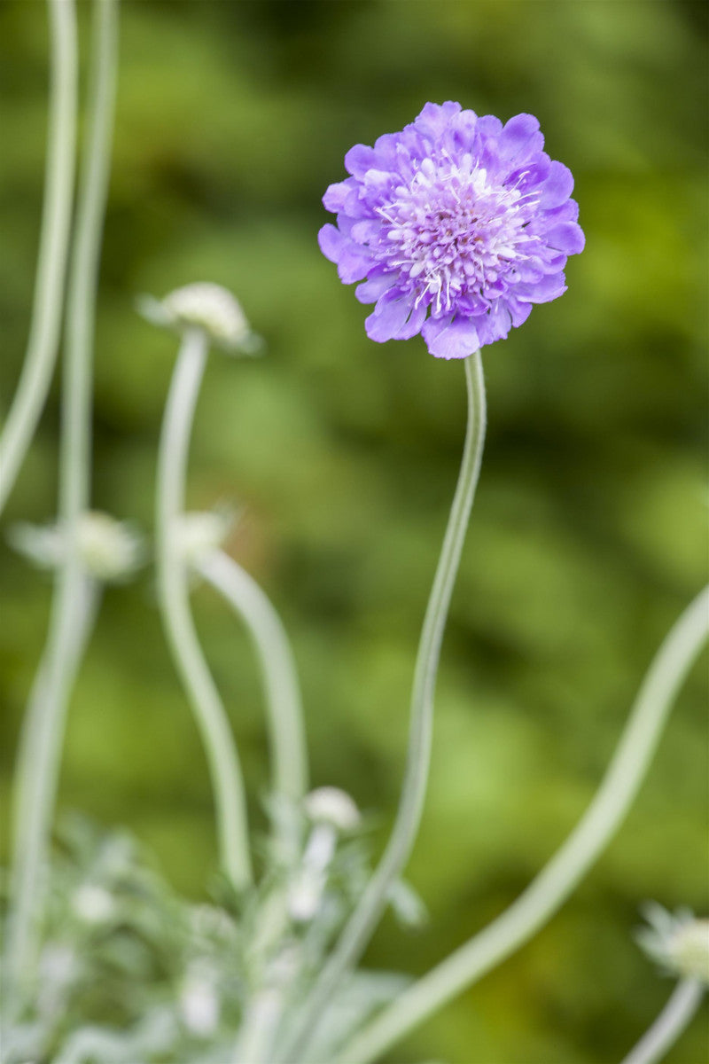 Scabiosa caucasica 'Perfecta' (Große Garten-Skabiose)