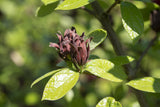 Carolina Allspice mit Früchten, erhältlich als: Solitär ; Einsatz: Duftstrauch ; Pluspunkt: winterhart;;günstig mit Qualität