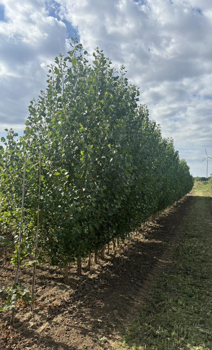 Populus nigra , erhältlich von 50-80 bis 450-650 cm ;;ab 2,12 Euro