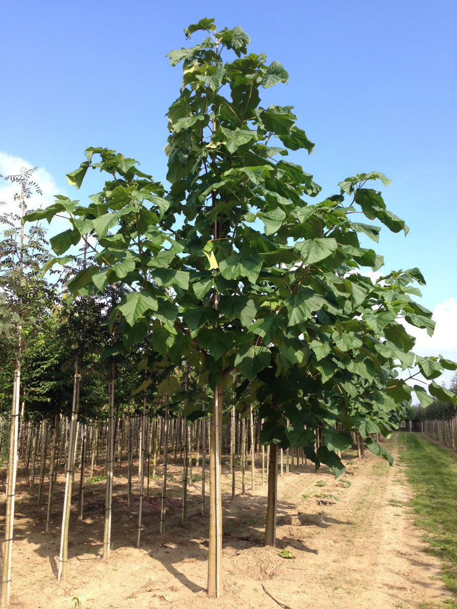 Paulownia tomentosa (Blauglockenbaum)