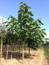 Paulownia tomentosa , erhältlich von 270-330 bis 450-650 cm ;;ab 248,00 Euro