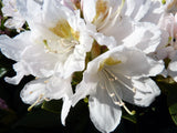 Rhododendron Cunningham's White ; Pluspunkt: immergrün;;mit zeitnaher Lieferung