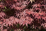 Acer palmatum 'Bloodgood' mit Sommerbelaubung ; Einsatz: bonsai ; Pluspunkt: winterhart;;