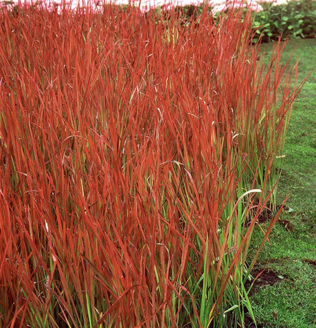 Imperata cylindrica var. koenig. 'Red Baron' ;;ab 6,30 Euro