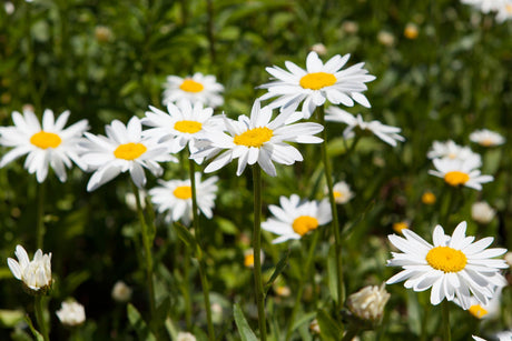 Chamaemelum nobile mit Blüte ;;ab 3,35 Euro