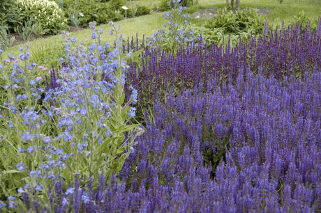 Salvia nemorosa 'Wesuwe' als Pflanze im Beet ;;ab 3,80 Euro