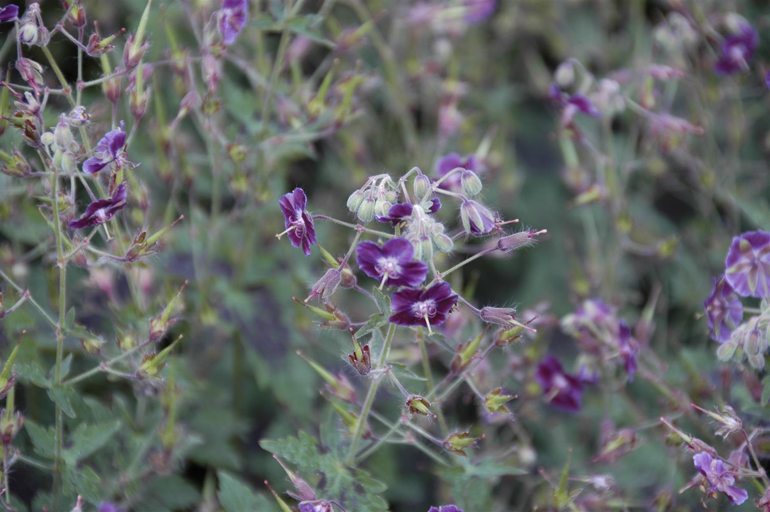 Geranium phaeum 'Samobor' (Brauner Garten-Storchschnabel)